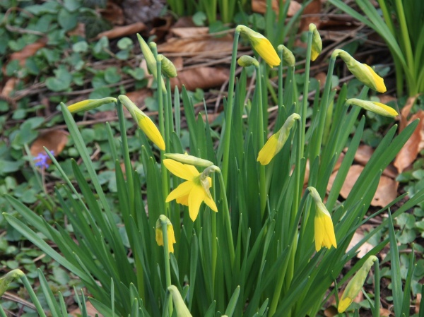 Fruehling 2009   067.jpg
